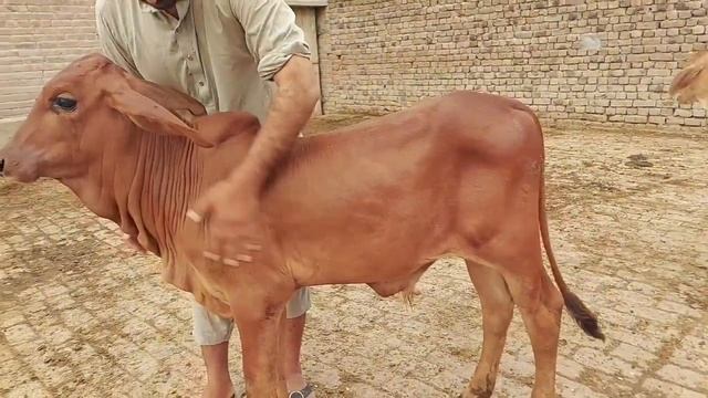 Brahman Bachy for Sale | Brahman Baby Calf | Brahman Breeding Farm | Brahman Breed in Pakistan برہم
