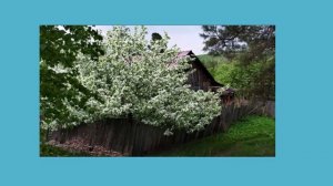 песня "Весной Волга разольётся" - сл. и муз народные, поет Мария Видяпина, автор клипа Ермак Жучков