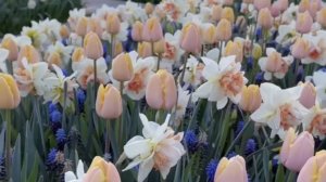 Поздравление к 20-летию приёма Посланий из Кыргызстана