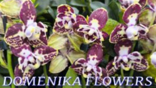 №1047/ ШИКАРНЫЕ, красивые ОРХИДЕИ в с/ц DOMENIKA FLOWERS
