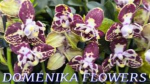 №1047/ ШИКАРНЫЕ, красивые ОРХИДЕИ в с/ц DOMENIKA FLOWERS