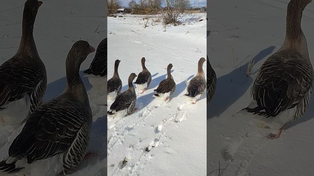 На 5 минут гусей🪿 оставить нельзя, сразу убегают☝