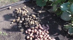 О разных сортах картофеля