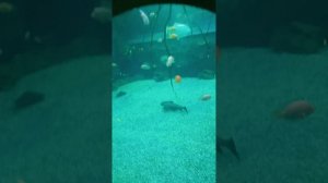 video_20250316_165258.mp4