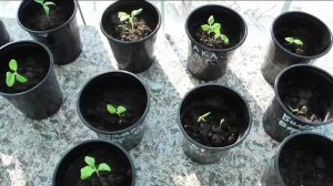 Рассаде баклажанов полмесяца после посева