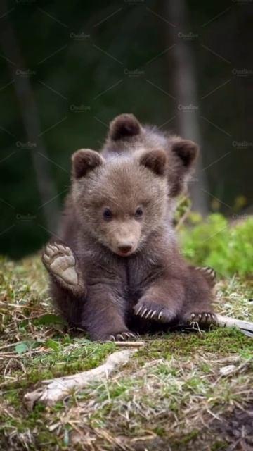 милые медведи ❤❤❤ смотреть онлайн