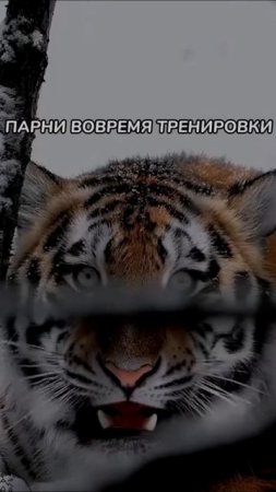 Отправь своим тигрилам  #тренировки #мма #бокс #мужчины
