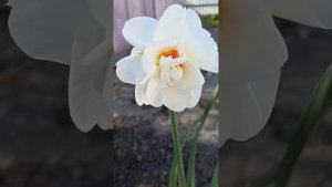 Daffodils Delnashaugh, Acropolis/нарциси махрові