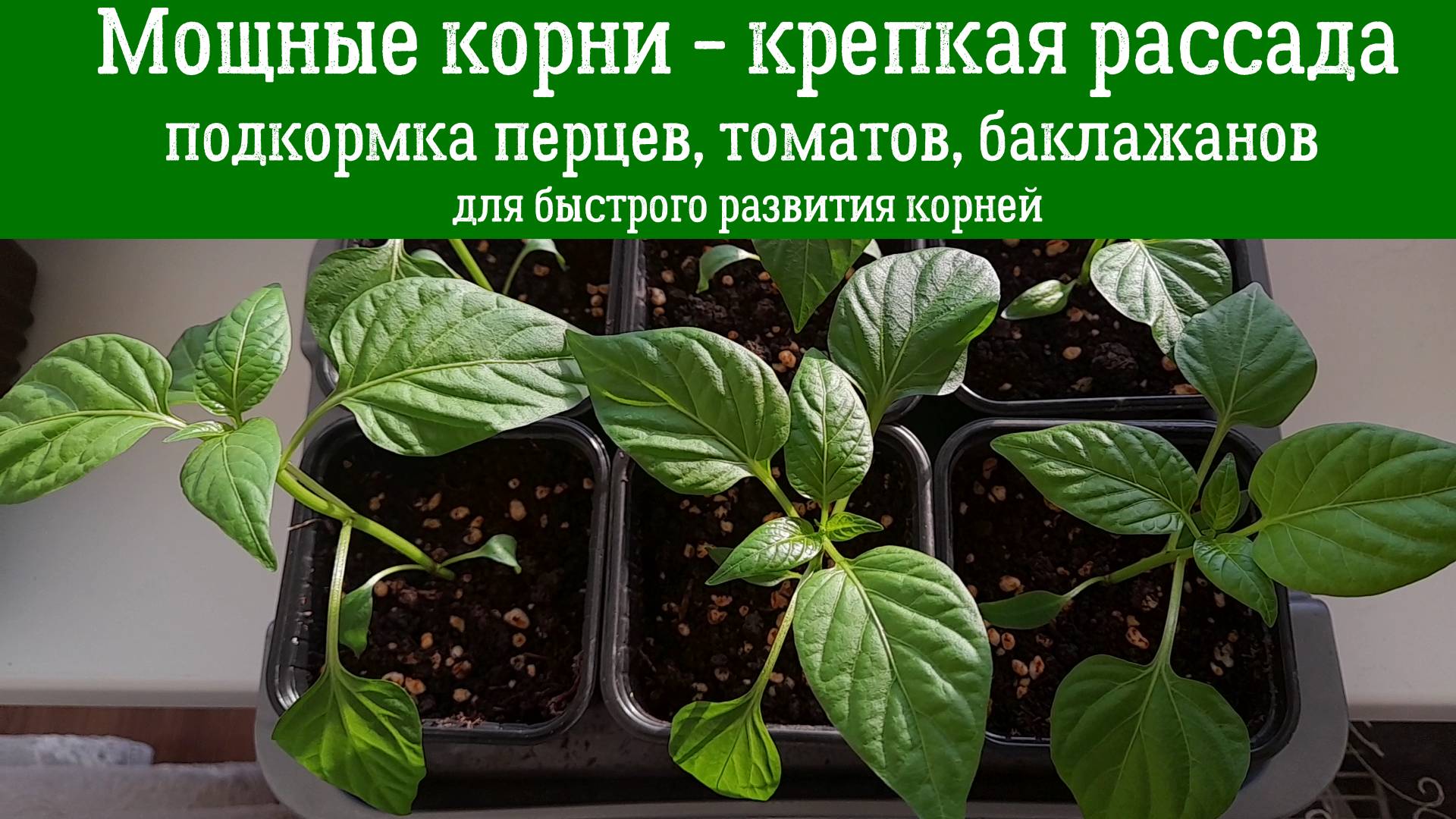МОЩНЫЕ КОРНИ – КРЕПКАЯ РАССАДА! Чем подкормить перцы, томаты, баклажаны для быстрого развития