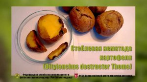 Стеблевая нематода картофеля (Ditylenchus  destructor Thome)