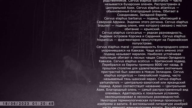 САМКА БЛАГОРОДНОГО ОЛЕНЯ смотреть онлайн