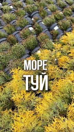 Море туй в питомнике ЁЛЫ-ПАЛЫ
