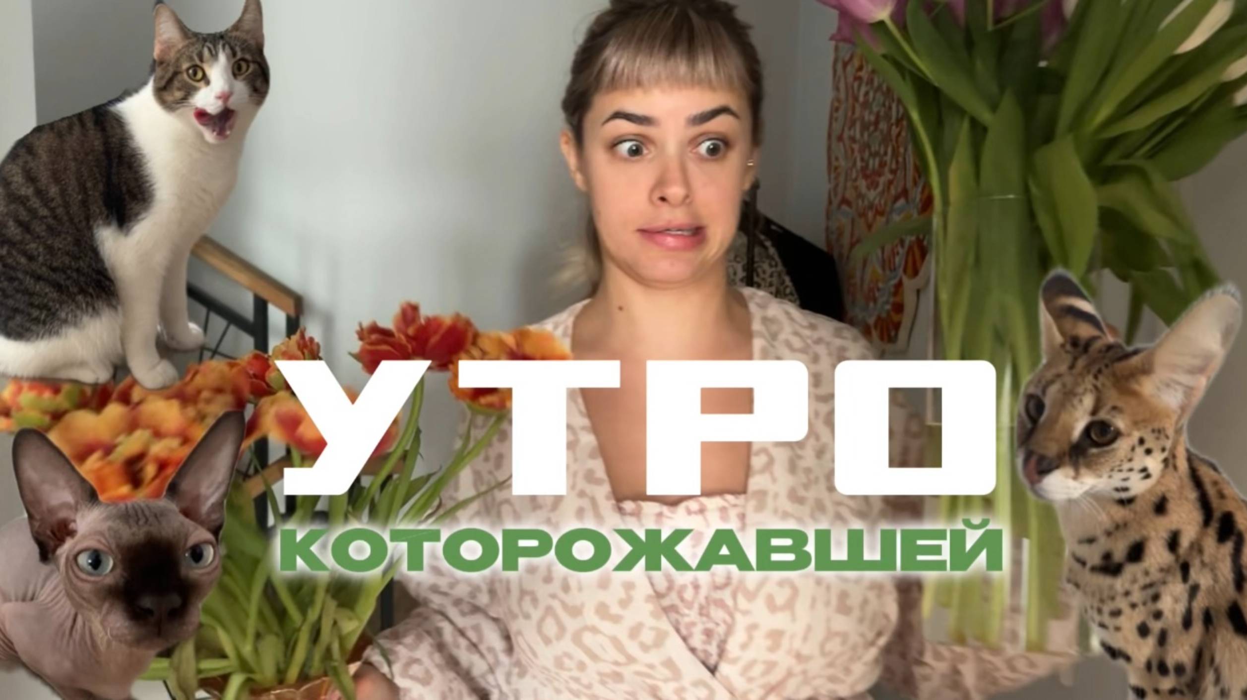 Утро многокотящей матери или как я сервала и сфинкса и дворянина кормлю завтраком.