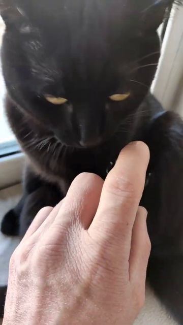 Кот балдеет от массажа смотреть онлайн