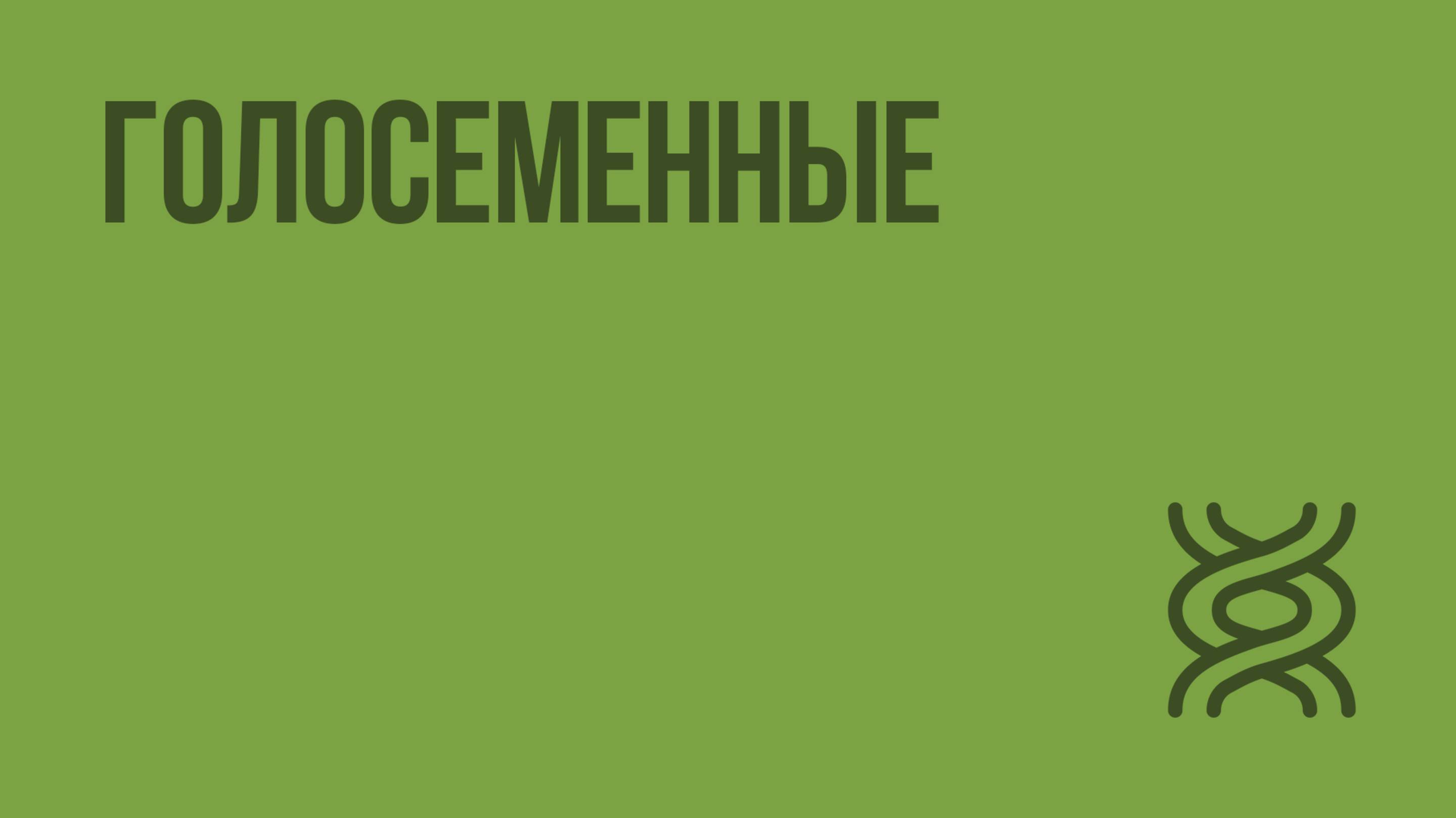 Голосеменные. Видеоурок по биологии 5 класс