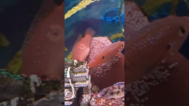 Икра увеличивается с каждой минутой🤣 смотреть онлайн