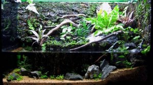 Частный аквариумный клуб Волоколамск. Акваскейп.