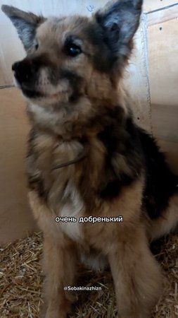 Старенький песик Толик