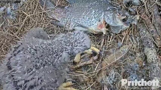 SWFL | E20 try to feed himself | 27.01.2022 смотреть онлайн