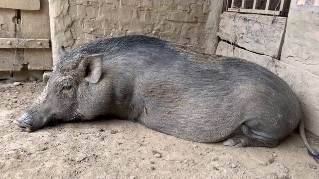 Another herd of wild boars was born on Jhony's farm