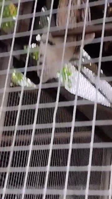 Советы по маскировке 80 уровня😄🐱 ))) #moscow #music #видео #video #музыка #зоопарк #животные смотреть онлайн