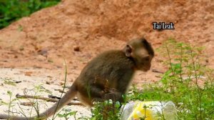 Poor abandon baby monkey Dawn try run escape cameraman with difficult way by scare they capture her