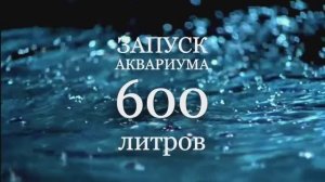 Запуск аквариума 600 литров