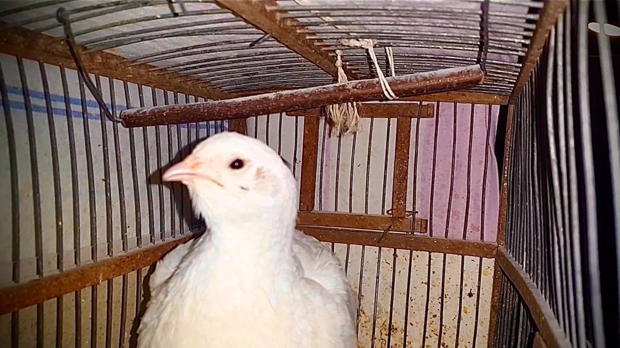 [Natalex] Перепёлка вертит головой... смотреть онлайн