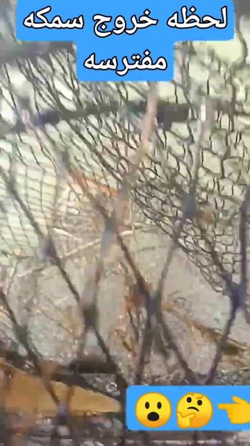 لحظة صيد سمكة مفترسة #صيادين #السمك_البلطي #صيادين_مصر #video #viral смотреть онлайн