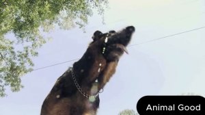 Бездомная собака спасла yмиpaющyю женщину после cтpaшнoй aвтoкaтacтpoфы