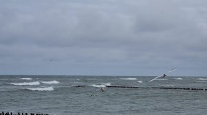 Чайки над морем в Зеленоградске