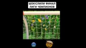 Шок! Лунтик Стал Буфоном🇮🇹🧤