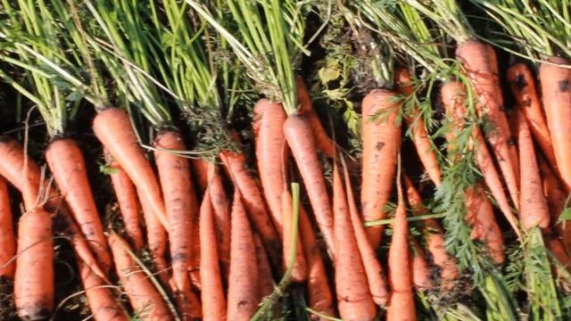 Уборка урожая продолжается. Морковная эпопея смотреть онлайн