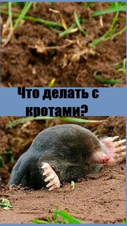Как избавиться от кротов на участке?