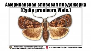 Американская сливовая плодожорка (Cydia prunivora Wals.)