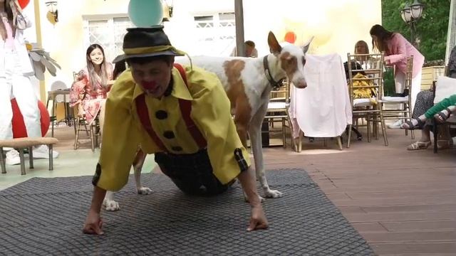 Шоу с животными смотреть онлайн