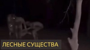 Лесные существа (Странное видео)