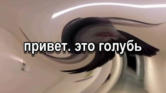 голуб.