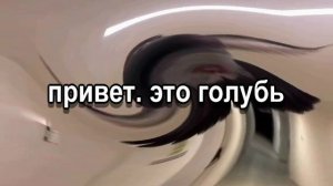 голуб.