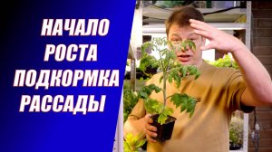 ПЕРВАЯ ПОДКОРМКА РАССАДЫ: что важно знать?