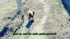 Про Полкана,и домашних питомцах