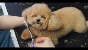 Груминг салон BARBERDOG в Казани