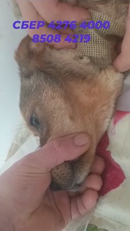 Продолжаем лечение Маури