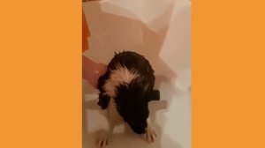 Лечебные свойства собачьей шерсти. Мифы и факты.