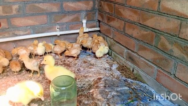 Поголовья цыплят опять увеличилось. Индюшата,бройлеры,утята,гусята, цыплята.Ну и козы.