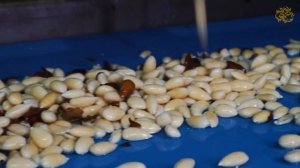 Производство миндальной муки «ОРЕХПРОДУКТ»