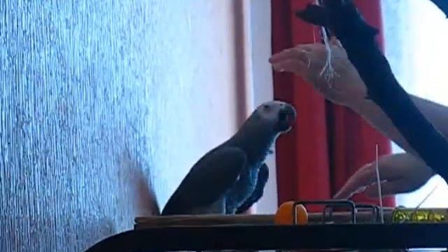 Дикий жако смотреть онлайн