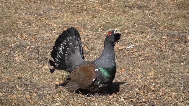 Одинокий токующий глухарь смотреть онлайн