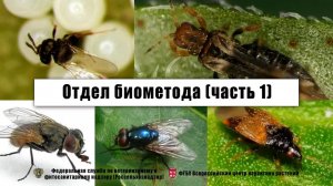 Отдел биометода (часть 1)