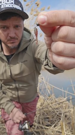 Окунь на МОРМО 💪💪💪